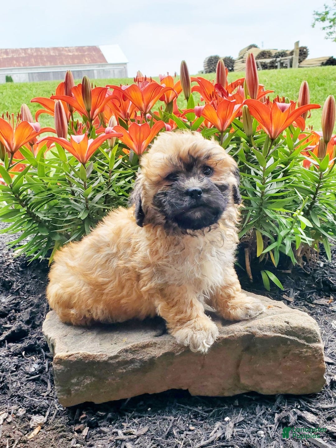 Teddy Bear dogs for sale: Danny - Image 3