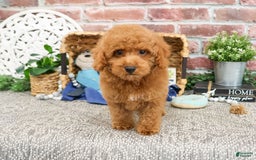 Miniature Poodle dogs for sale: Rico - Image 6