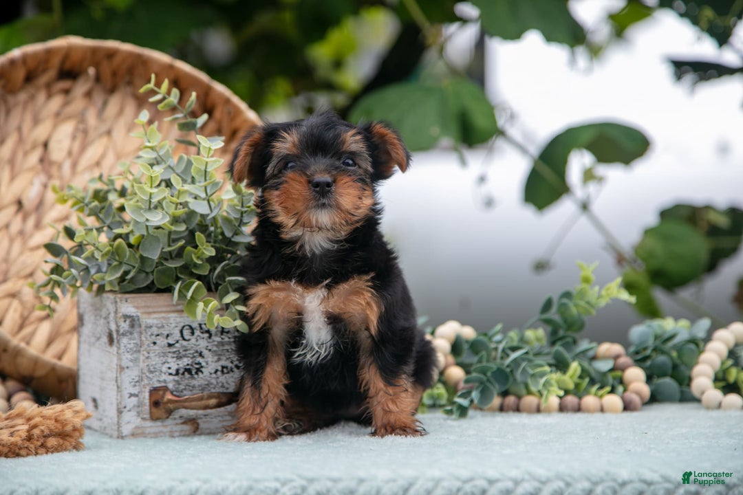 Shorkie dogs for sale: Holly - Image 3