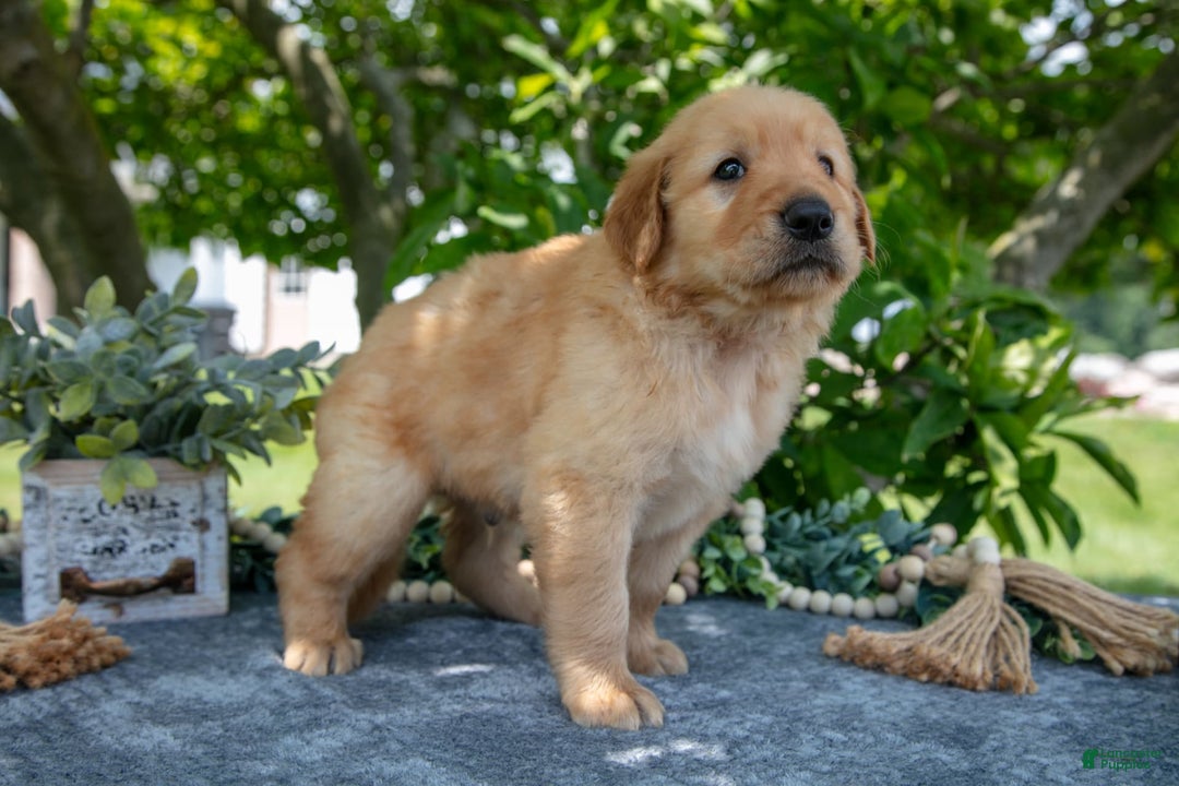 Golden Retriever dogs for sale: Logan - Image 5