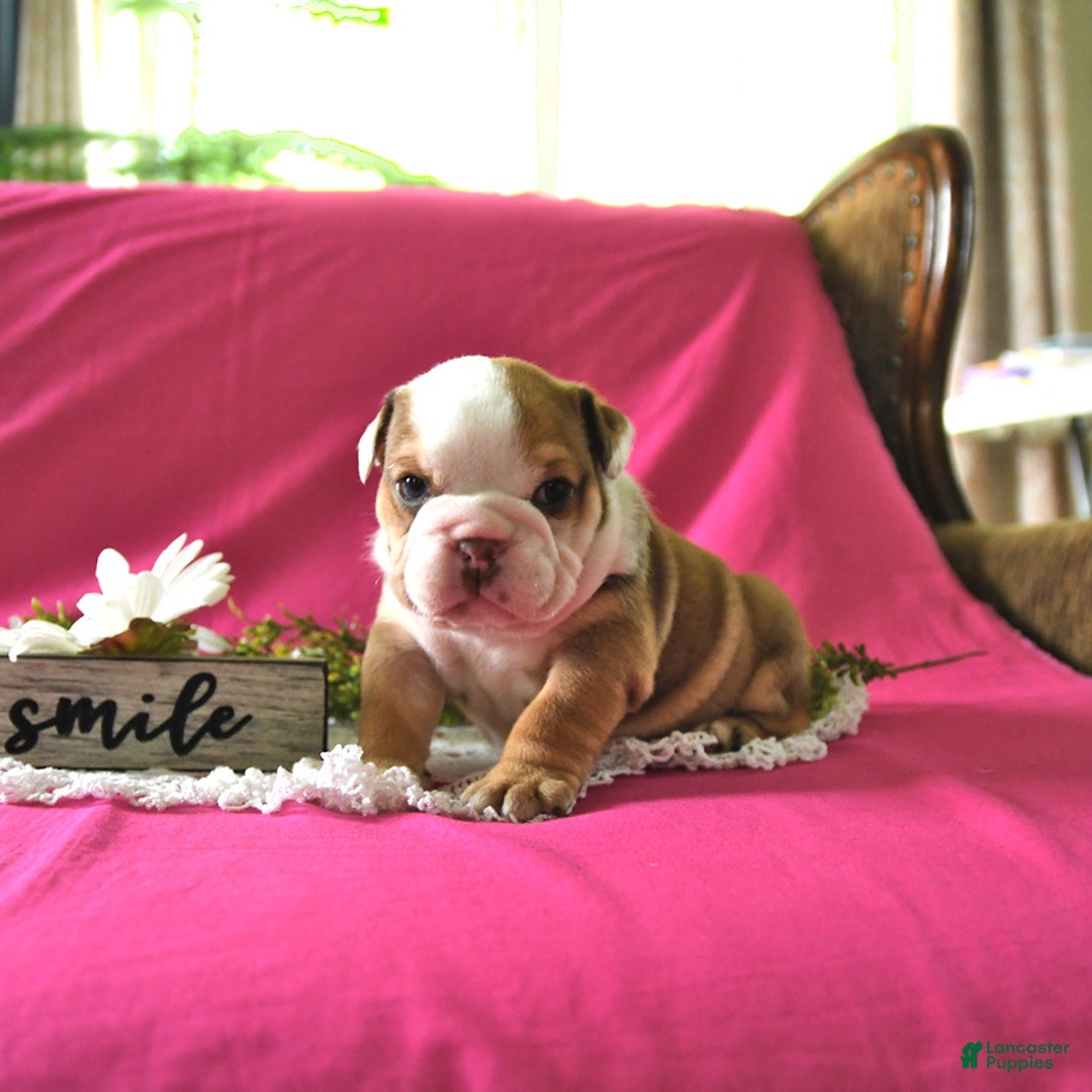 English Bulldog dogs for sale: Kathy - Image 1