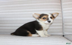 Welsh Corgi Pembroke dogs for sale: Leo - Image 15