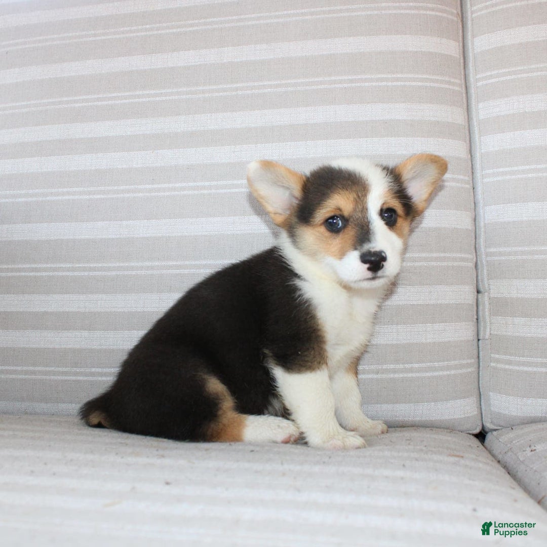 Welsh Corgi Pembroke dogs for sale: Leo - Image 15