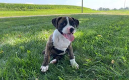 Boxer dogs for sale: River - Image 2