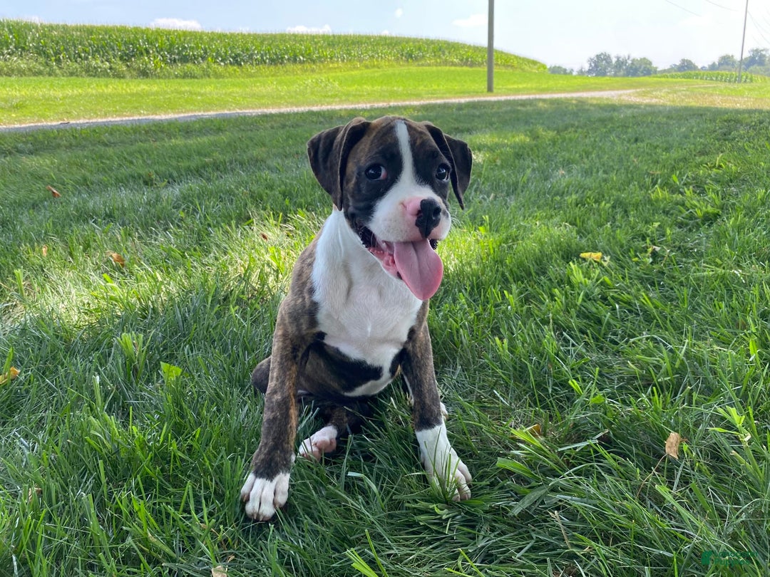 Boxer dogs for sale: River - Image 2