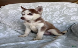 Siberian Husky dogs for sale: Bonnie - Image 2