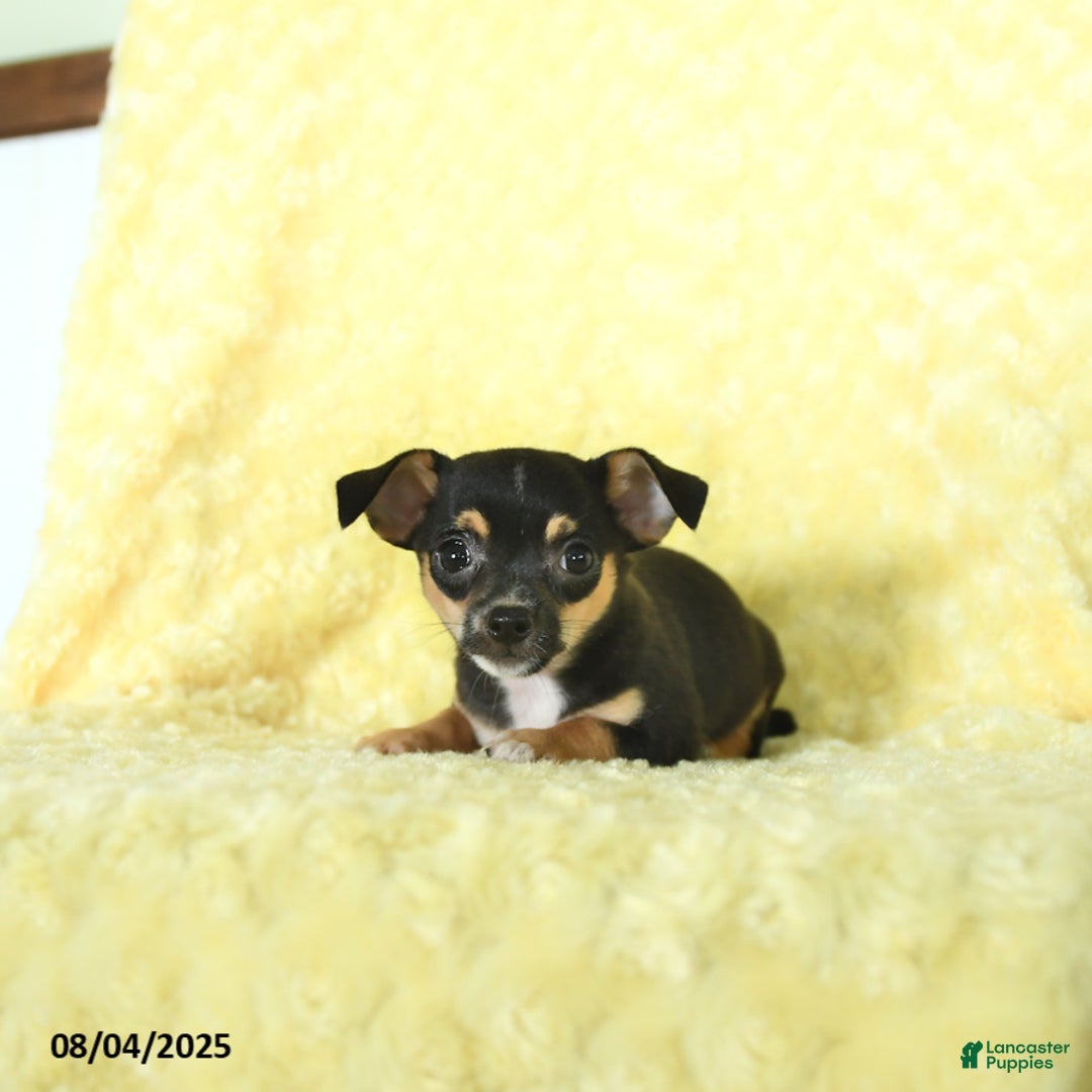 Chihuahua dogs for sale: Buster - Image 5