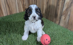 Cavapoo dogs for sale: Cocoa Girl 2 - Image 1
