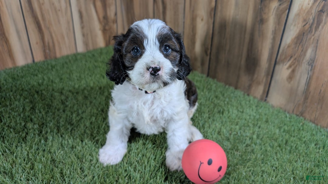 Cavapoo dogs for sale: Cocoa Girl 2 - Image 1