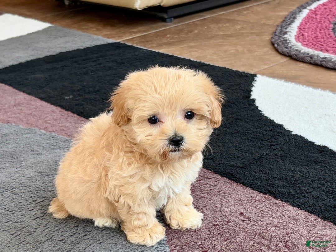 Maltipoo dogs for sale: Tiny - Image 8