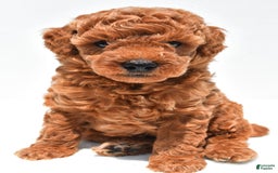 Miniature Poodle dogs for sale: Archie - Image 7