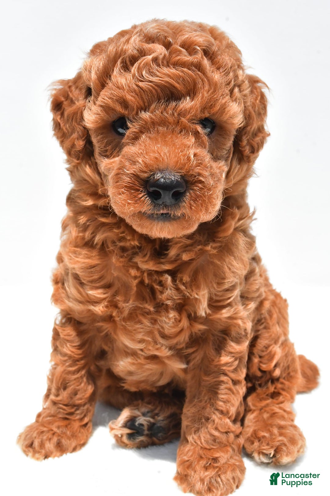 Miniature Poodle dogs for sale: Archie - Image 7