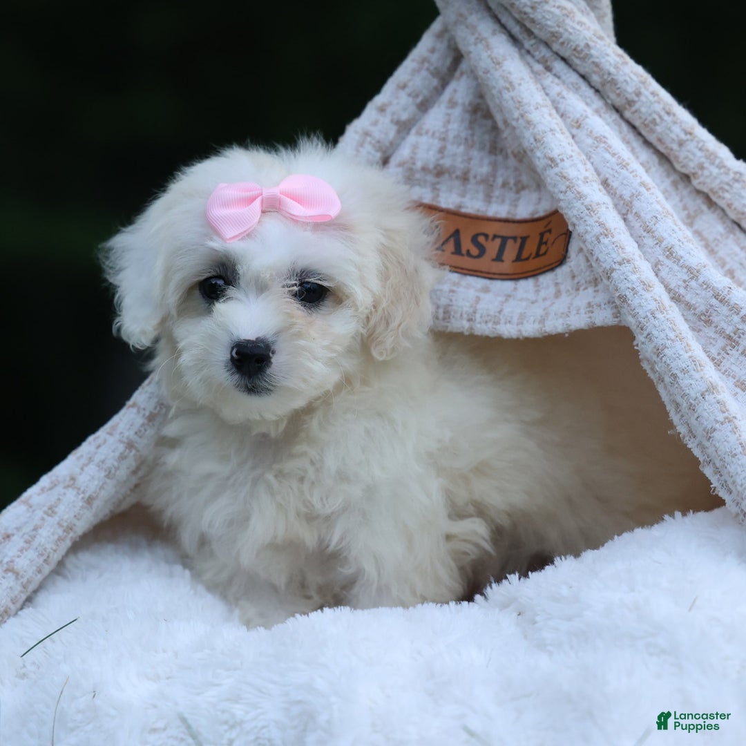 Shihpoo dogs for sale: Callie - Image 15