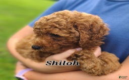 Bichpoo dogs for sale: Shiloh - Image 2