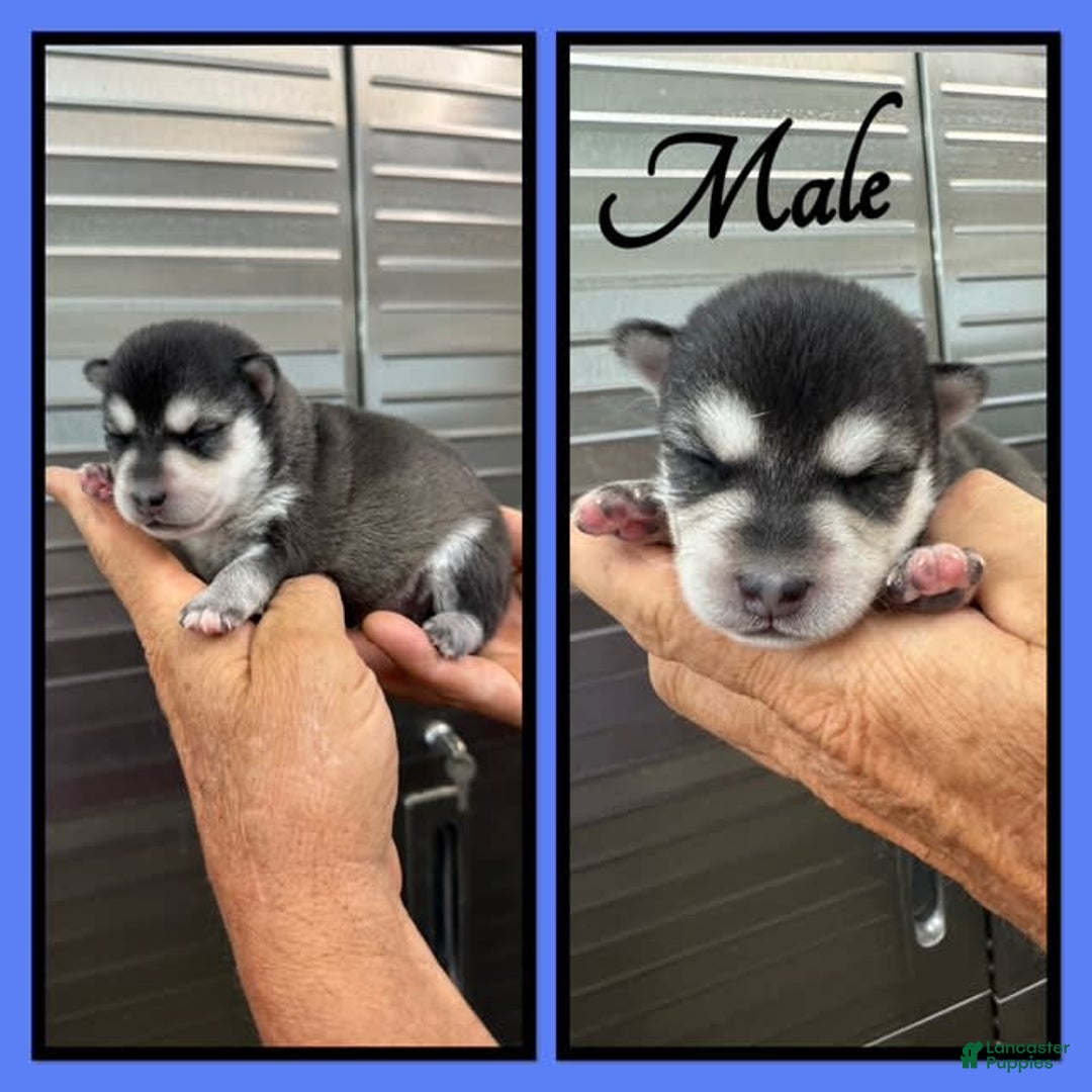 Alaskan Klee Kai dogs for sale: Nugget - Image 1