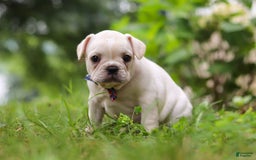 French Bulldog dogs for sale: Clover - Image 5
