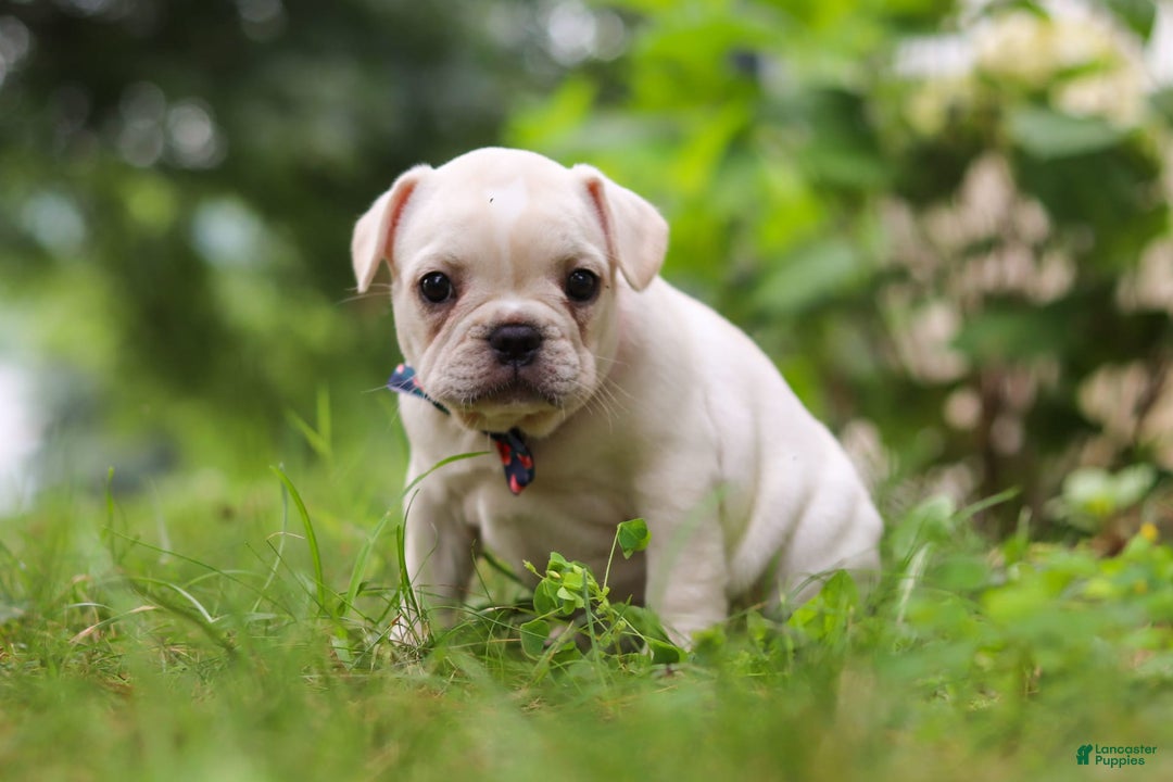 French Bulldog dogs for sale: Clover - Image 5