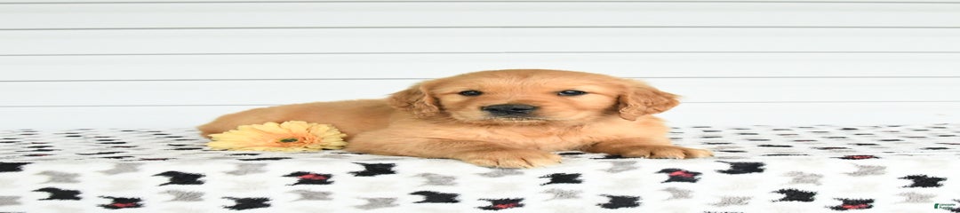 Felix