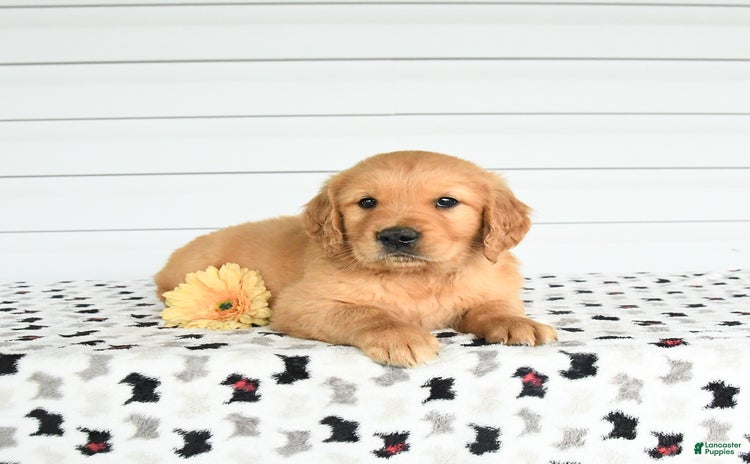 Golden Retriever dogs for sale - Ad 5
