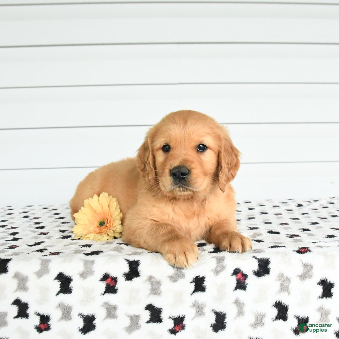 Golden Retriever dogs for sale: Felix - Image 1