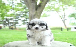 Mini Aussiedoodle dogs for sale: Atlas - Image 2