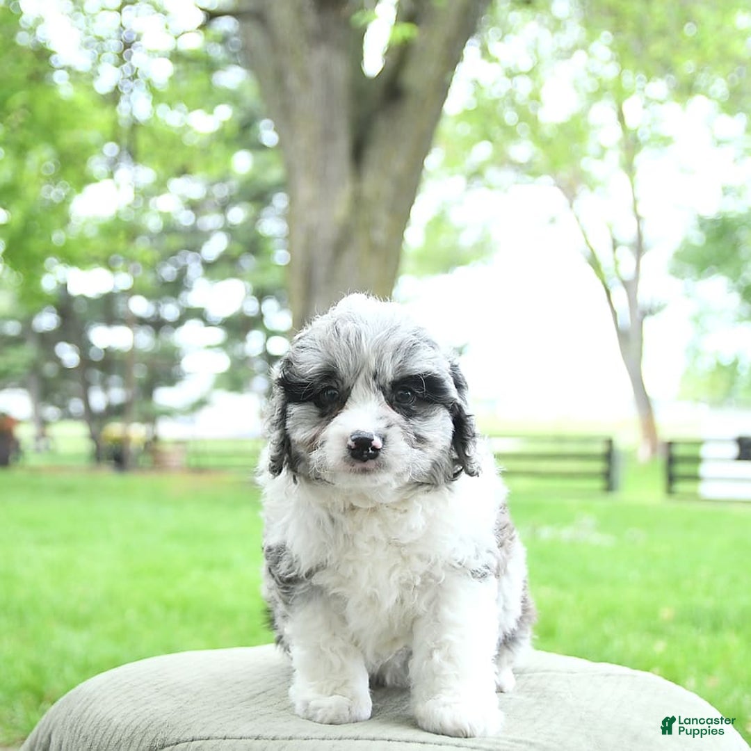 Mini Aussiedoodle dogs for sale: Atlas - Image 2