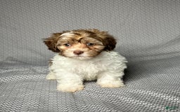 Havapoo dogs for sale: Sadie - Image 2
