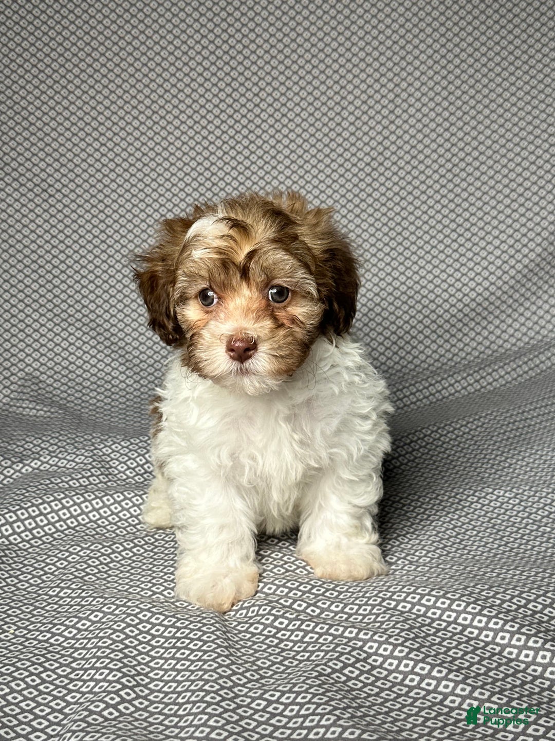 Havapoo dogs for sale: Sadie - Image 2
