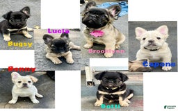 French Bulldog dogs for sale: Benny - Image 2