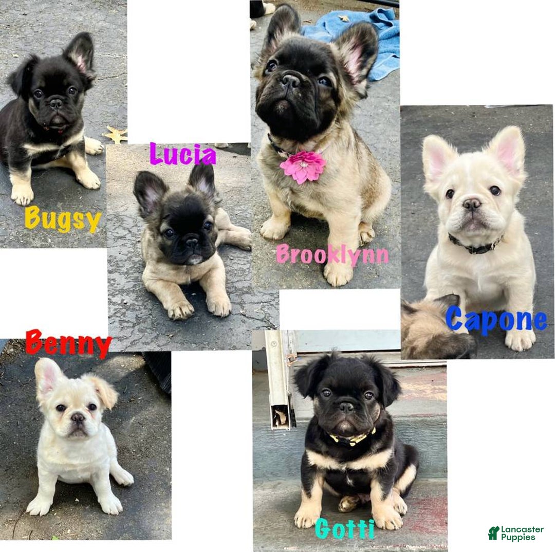 French Bulldog dogs for sale: Benny - Image 2