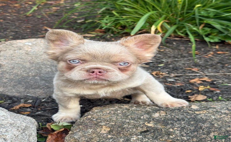 French Bulldog dogs for sale - Ad 2