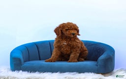 Standard Poodle dogs for sale: Reul - Image 10