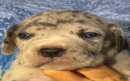 Great Dane dogs for sale: Lilly - Merle - Image 5