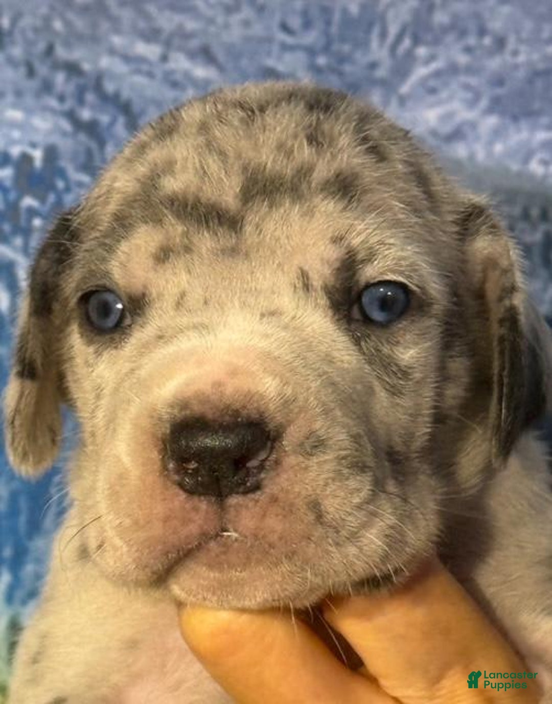 Great Dane dogs for sale: Lilly - Merle - Image 5