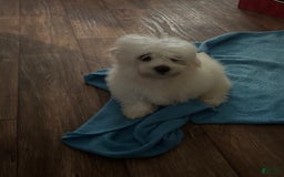 Maltipoo dogs for sale: Buddy - Image 4