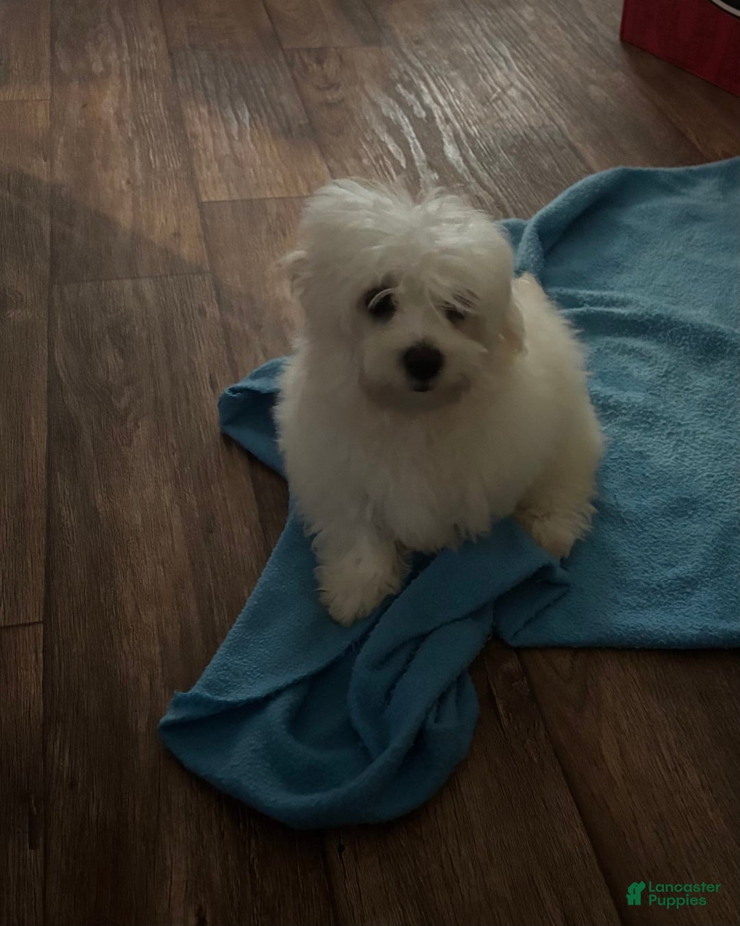 Maltipoo dogs for sale: Buddy - Image 4
