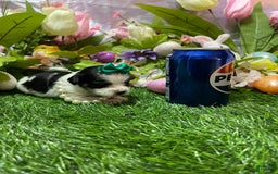 Yorkshire Terrier dogs for sale: Patrick Starr - Image 8