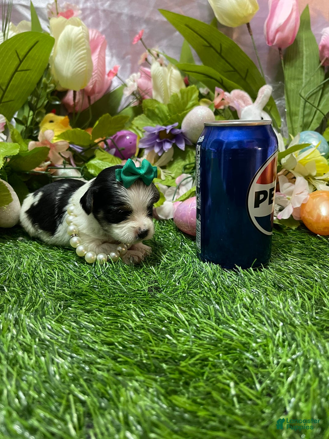 Yorkshire Terrier dogs for sale: Patrick Starr - Image 8