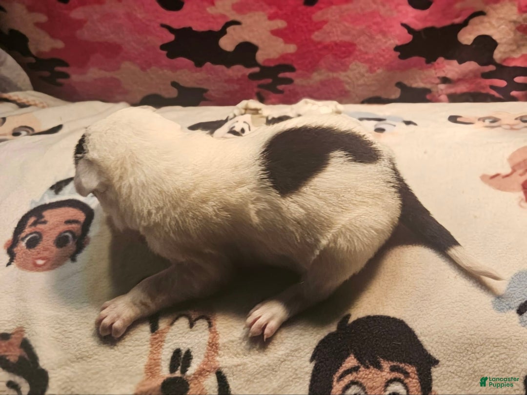 Border Collie dogs for sale: Gumbi - Image 10