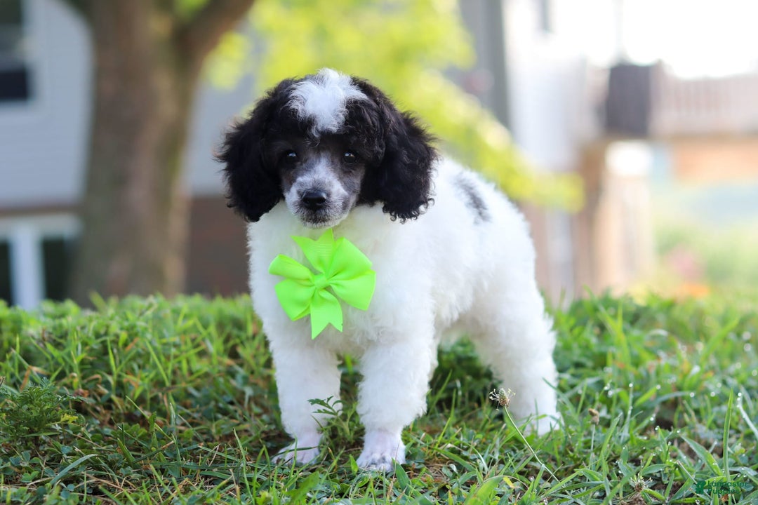 Miniature Poodle dogs for sale: Oreo - Image 18