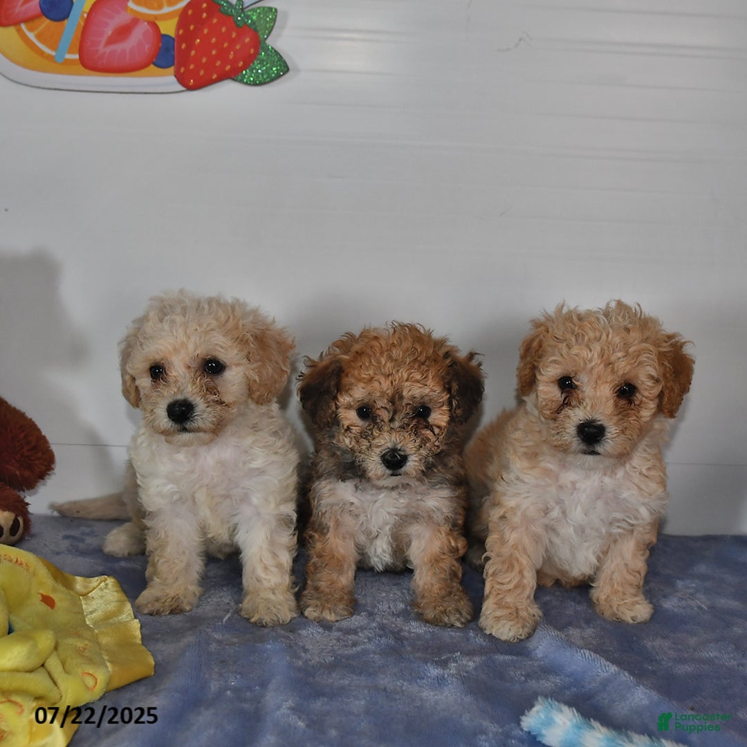 Bichpoo dogs for sale: Cinderella - Image 2