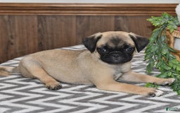 Pug dogs for sale: White Paws - Image 2