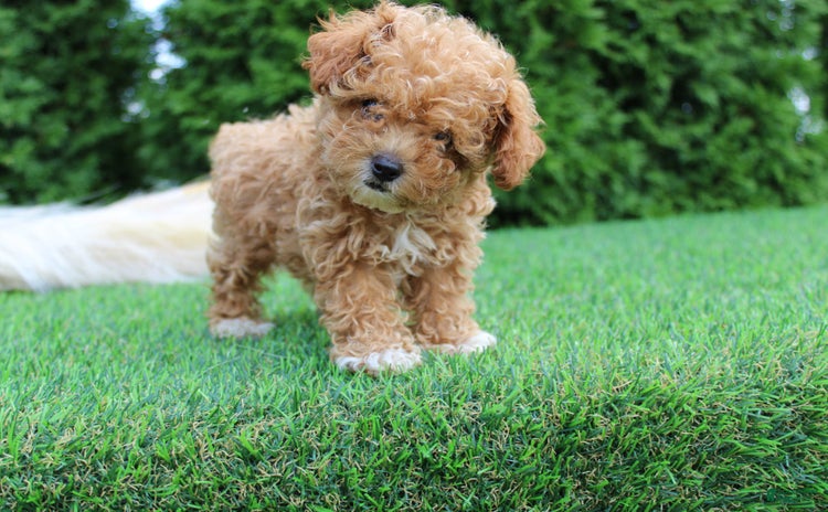 Toy Poodle dogs for sale - Ad 1