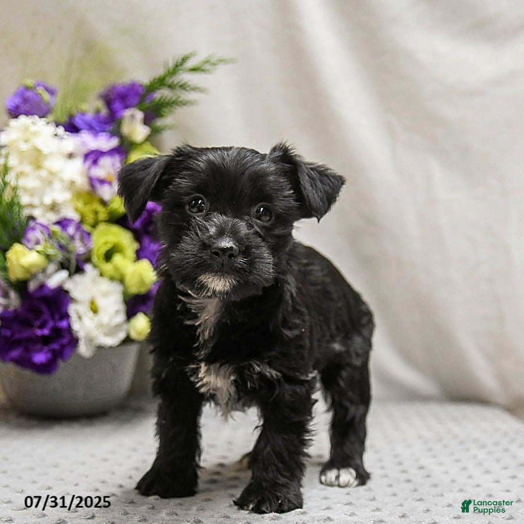Jack Russell Terrier dogs for sale: Roxy - Image 5