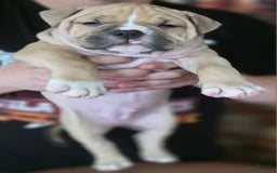 American Bully dogs for sale: National Champion Jack - Image 26