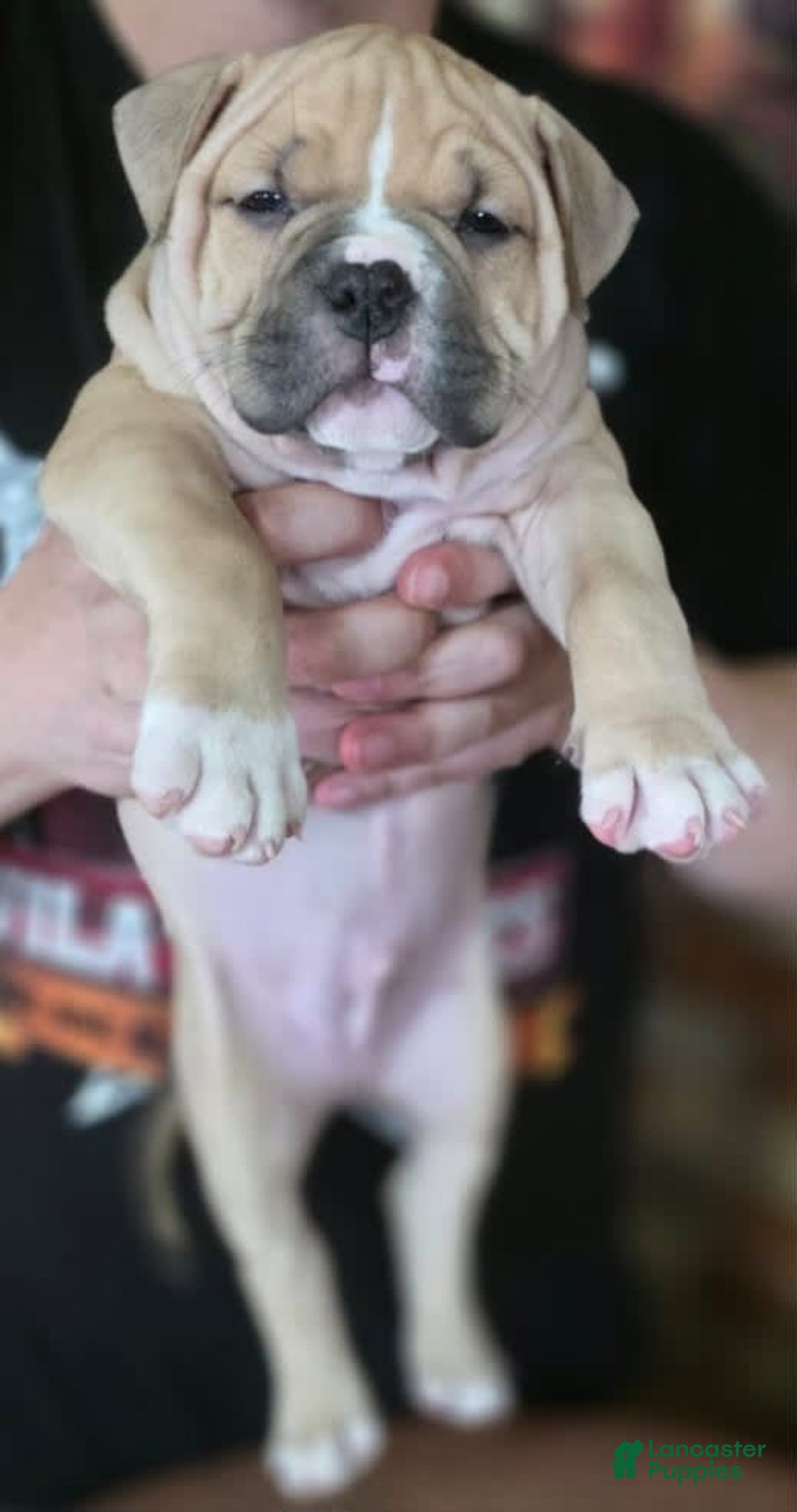 American Bully dogs for sale: National Champion Jack - Image 26