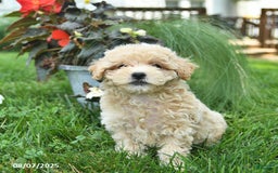Maltipoo dogs for sale: Flori - Image 1
