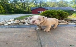 English Bulldog dogs for sale: Champ - Image 12