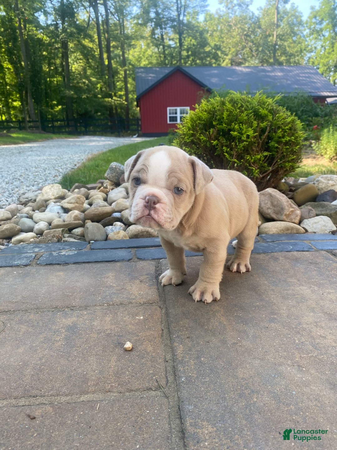 English Bulldog dogs for sale: Champ - Image 12