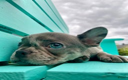 French Bulldog dogs for sale: Luna - Image 29